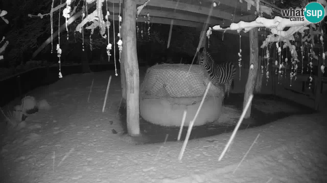 Live Webcam Zebras in Ljubljana ZOO – Slowenien