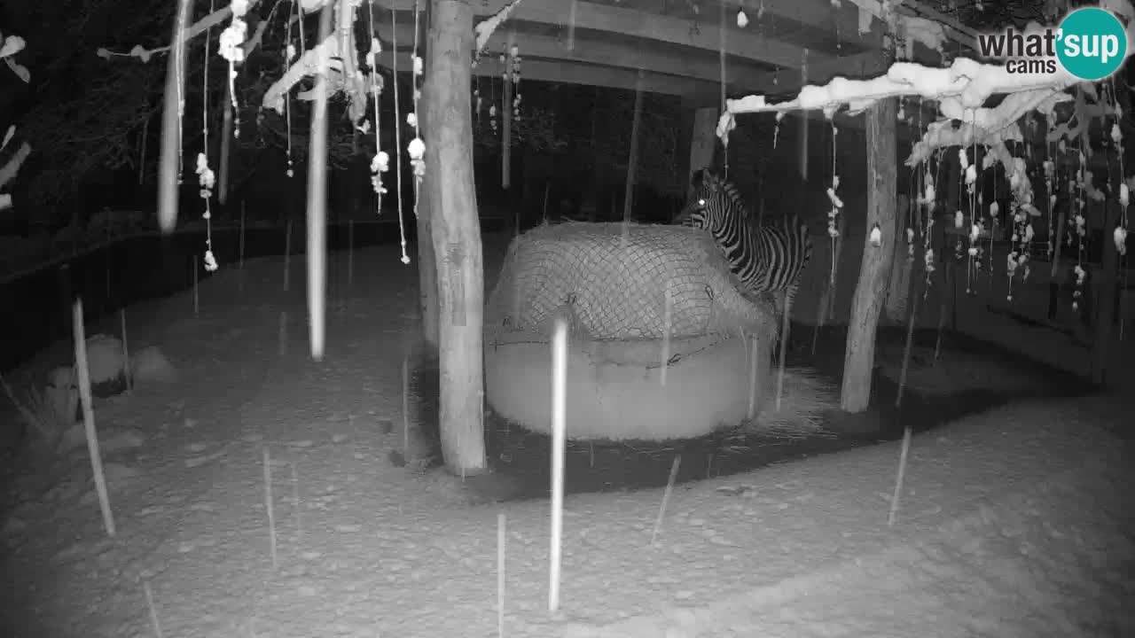 Live webcam Zebras in Ljubljana ZOO – Slovenia