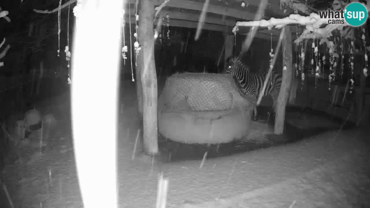 Le Zebre nello ZOO di Ljubljana – Slovenia Live webcam