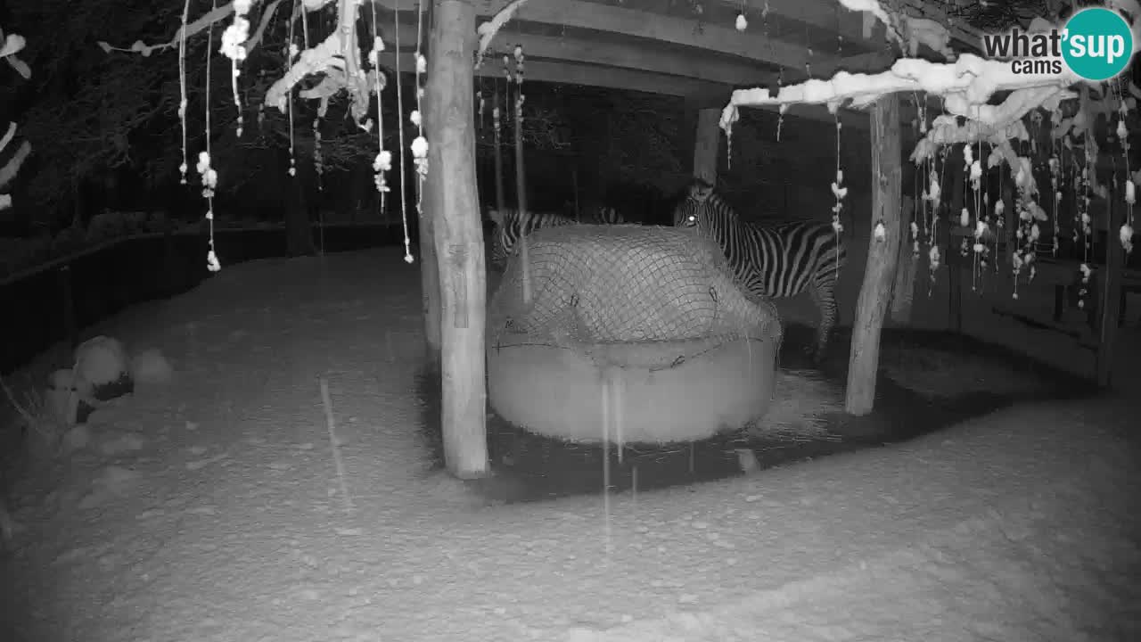 Live Webcam Zebras in Ljubljana ZOO – Slowenien