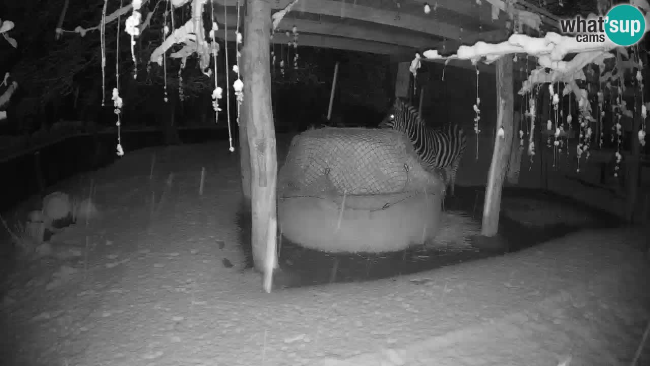 Live webcam Zebras in Ljubljana ZOO – Slovenia