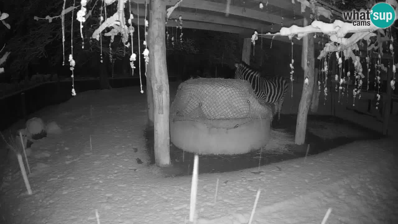 Live Webcam Zebras in Ljubljana ZOO – Slowenien