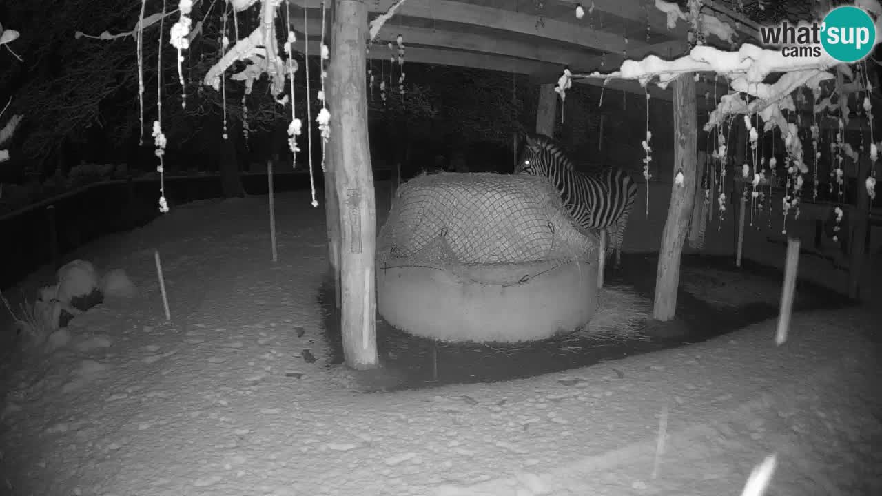 Live webcam Zebras in Ljubljana ZOO – Slovenia