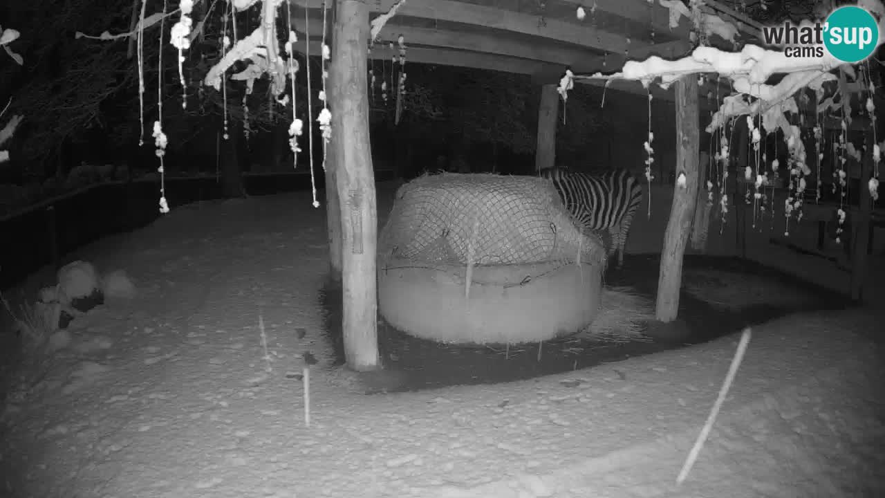 Live webcam Les zèbres in Ljubljana ZOO – Slovénie