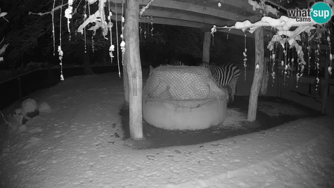 Live webcam Zebras in Ljubljana ZOO – Slovenia