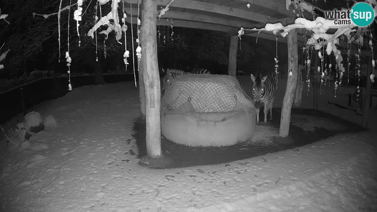 Live webcam Les zèbres in Ljubljana ZOO – Slovénie