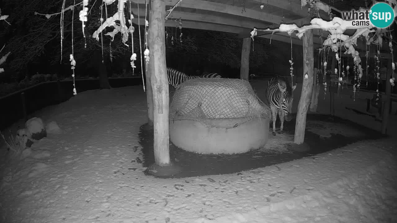 Live webcam Zebras in Ljubljana ZOO – Slovenia