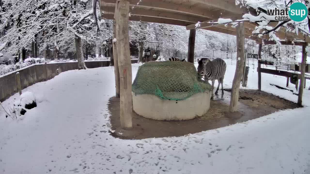 Le Zebre nello ZOO di Ljubljana – Slovenia Live webcam