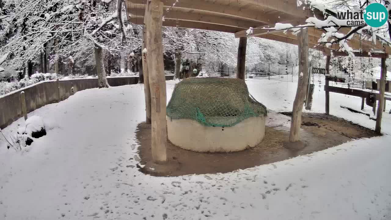 Live Webcam Zebras in Ljubljana ZOO – Slowenien