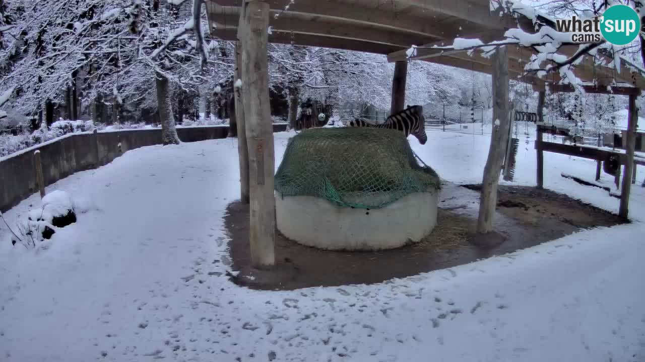 Live webcam Les zèbres in Ljubljana ZOO – Slovénie