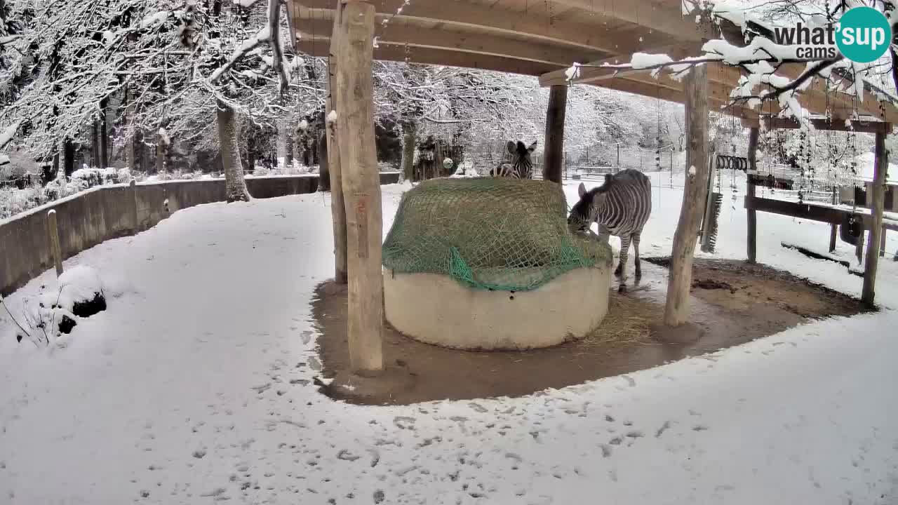 Live Webcam Zebras in Ljubljana ZOO – Slowenien