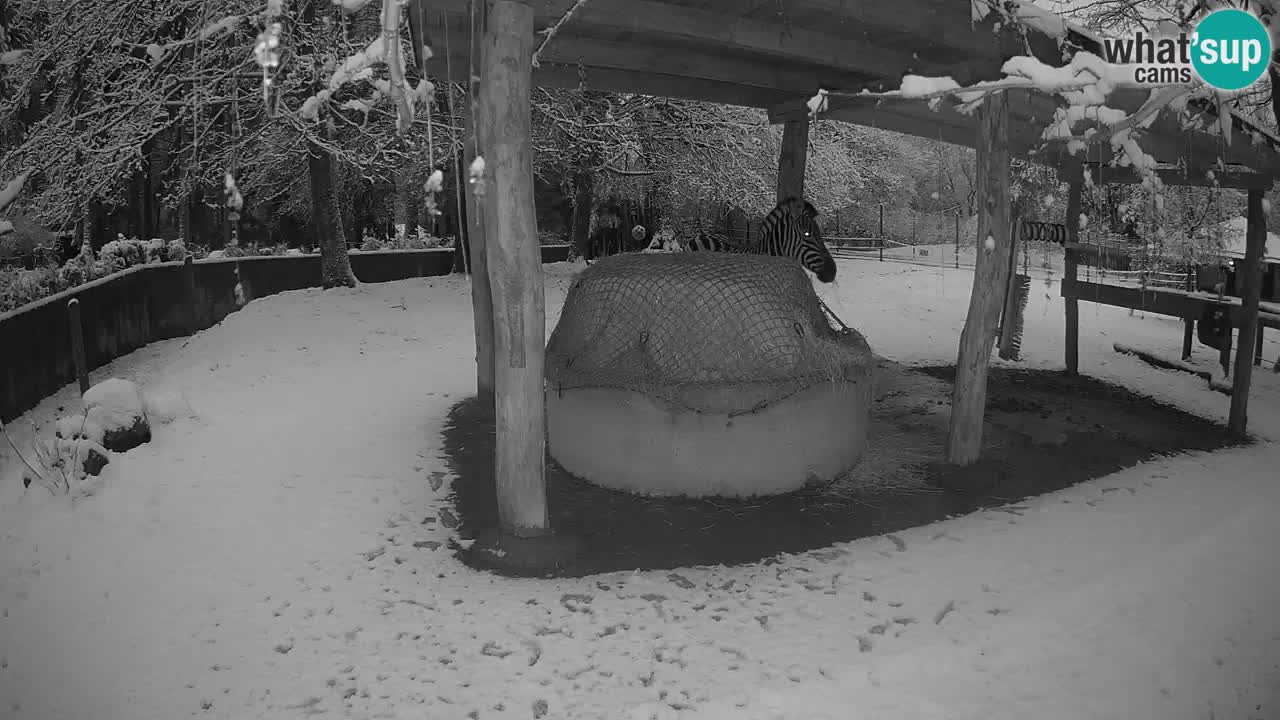 Live webcam Les zèbres in Ljubljana ZOO – Slovénie