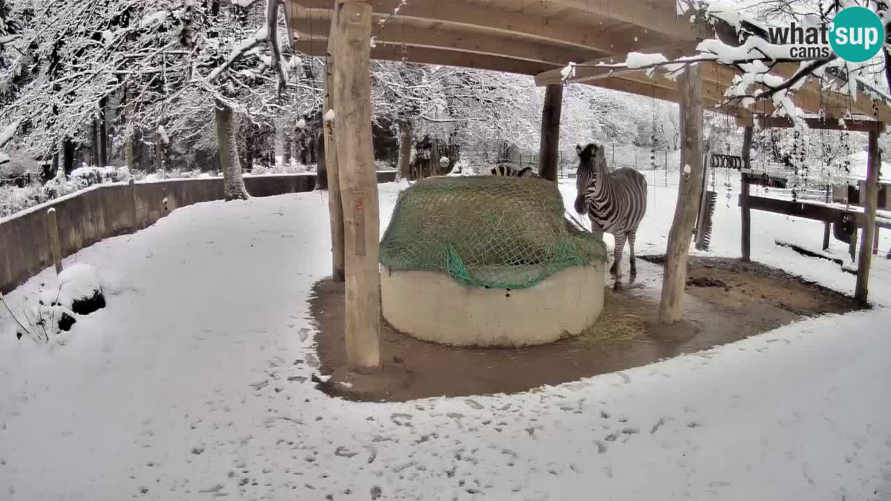 Camera en vivo Cebras in Ljubljana ZOO – Eslovenia