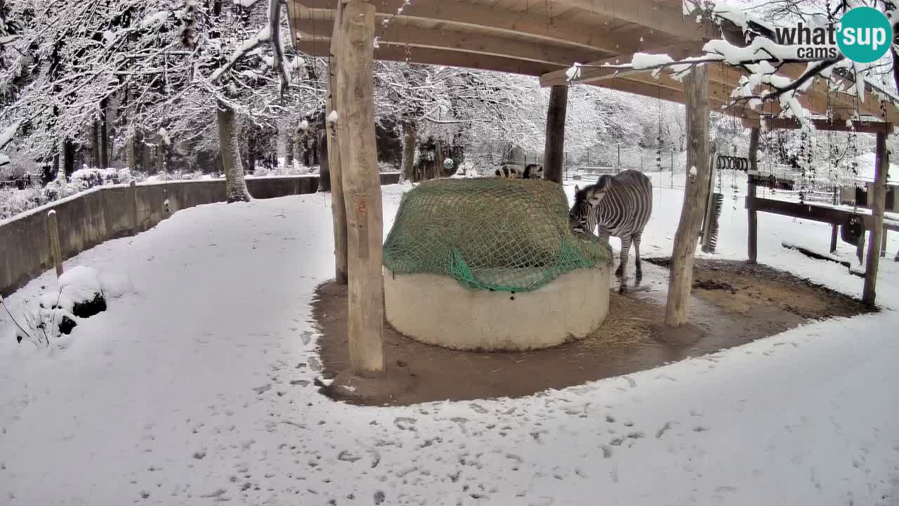 Live webcam Les zèbres in Ljubljana ZOO – Slovénie