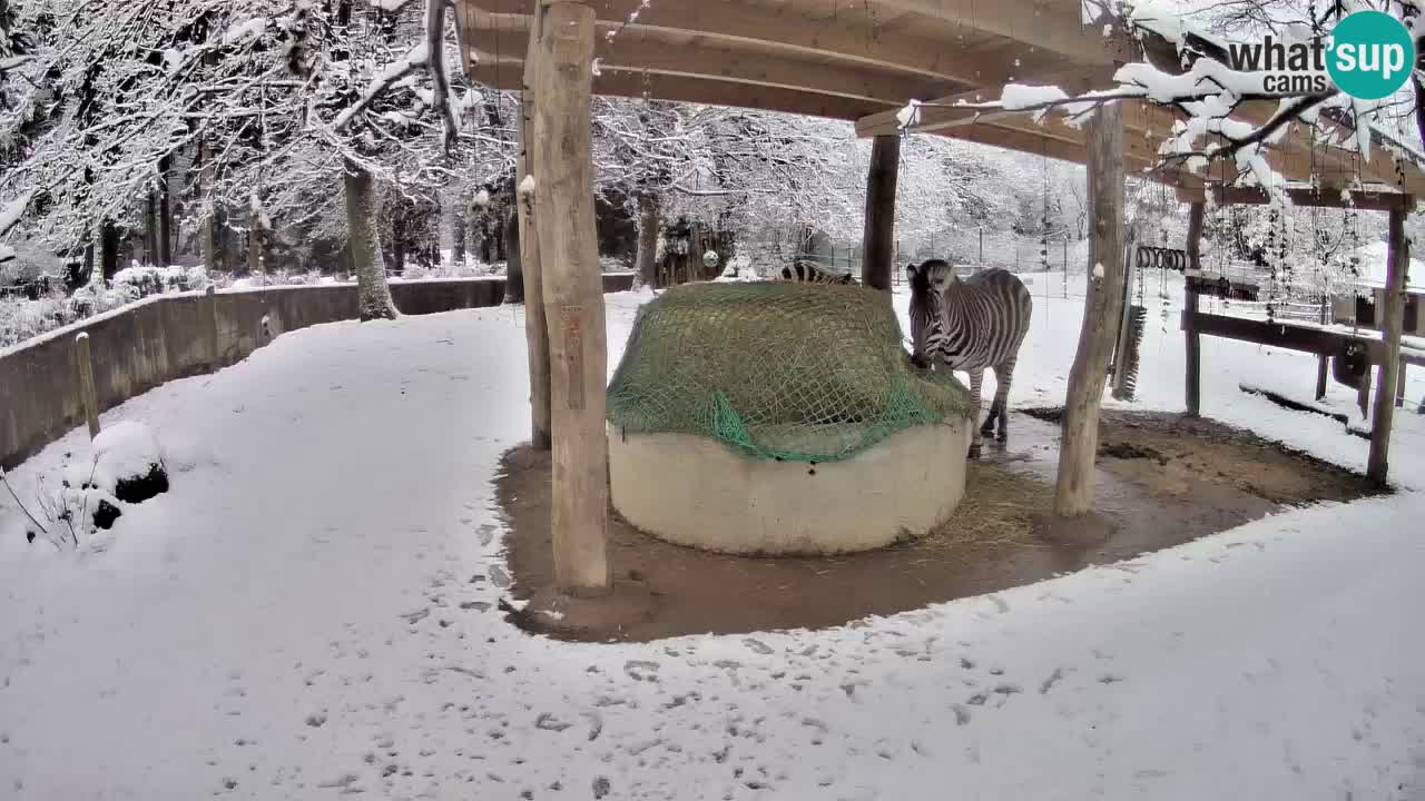 Web kamera uživo Zebras u ZOO Ljubljana – Slovenija