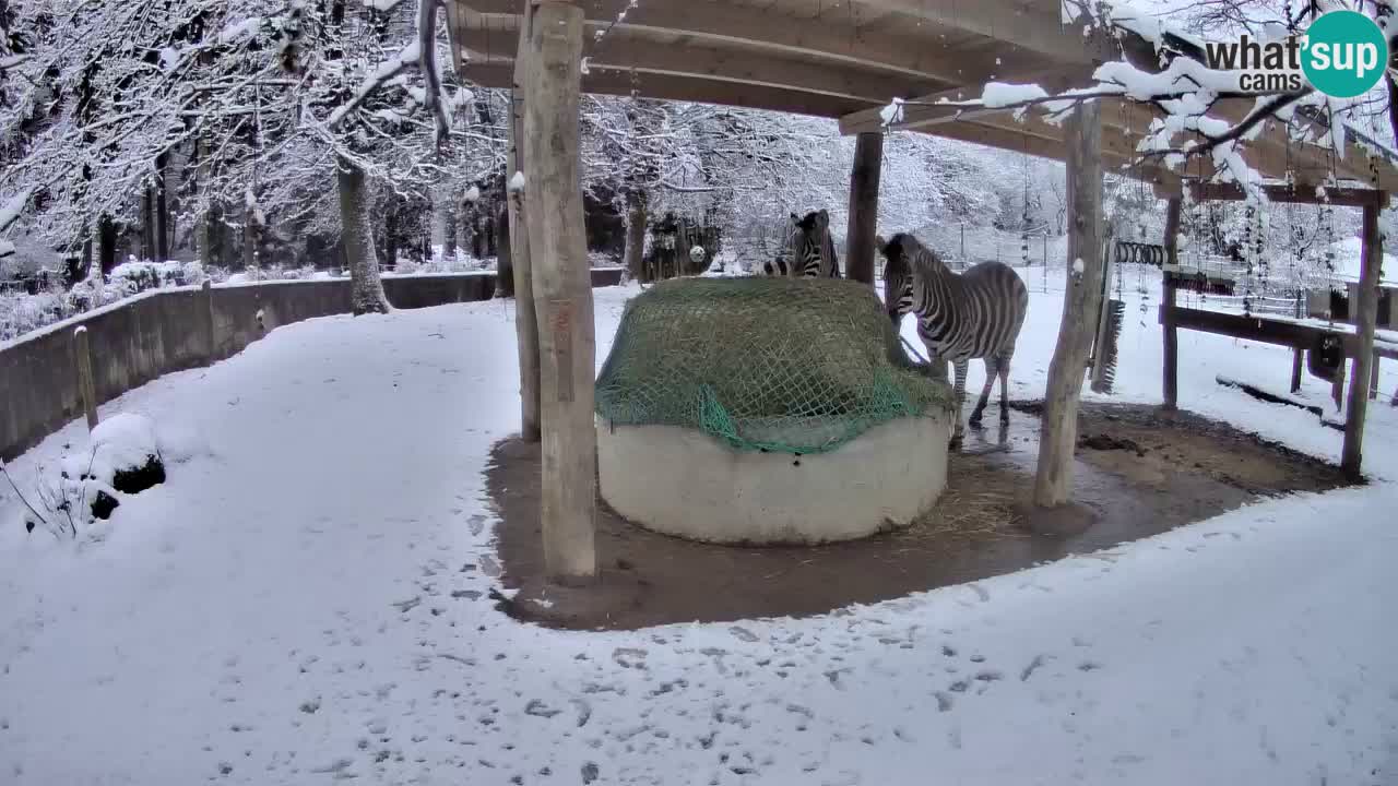 Live webcam Zebras in Ljubljana ZOO – Slovenia