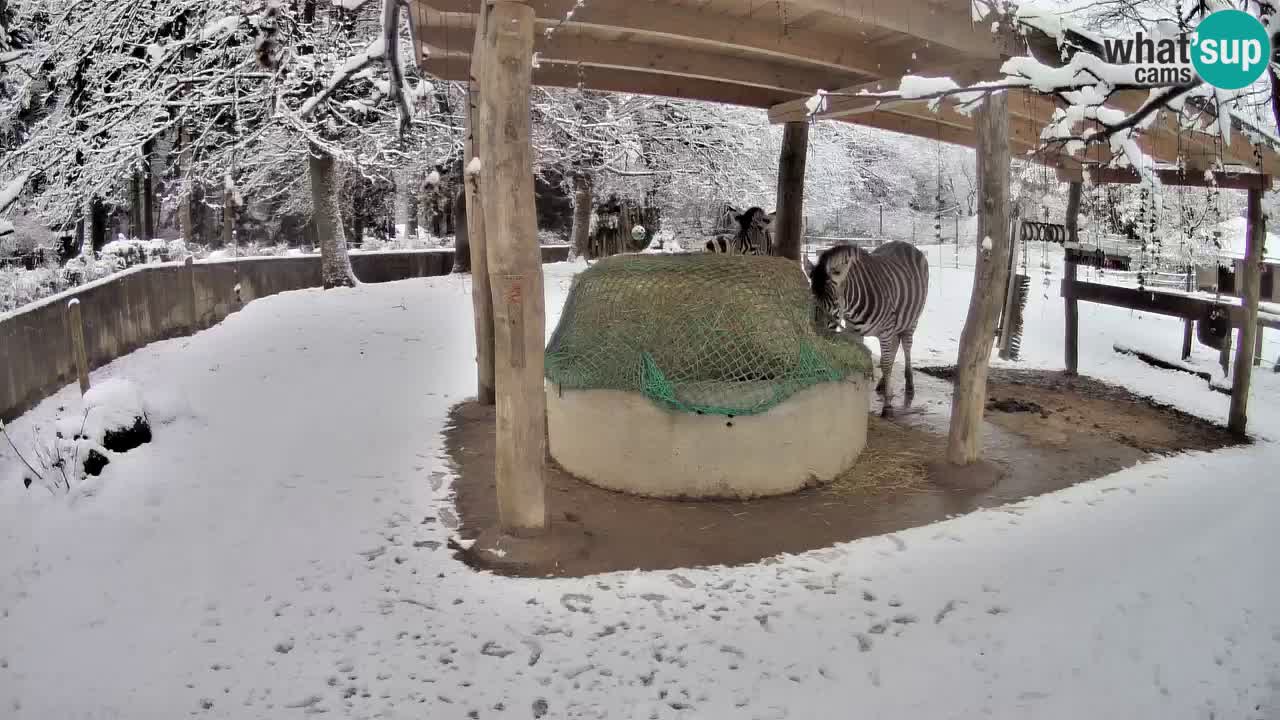 Zebre v živo v živalskem vrtu Ljubljana ZOO spletne kamere