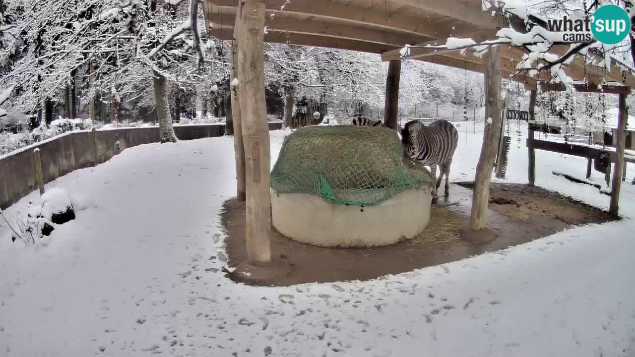 Le Zebre nello ZOO di Ljubljana – Slovenia Live webcam