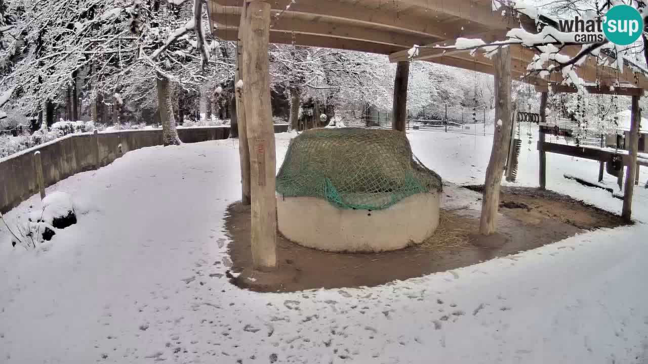 Camera en vivo Cebras in Ljubljana ZOO – Eslovenia