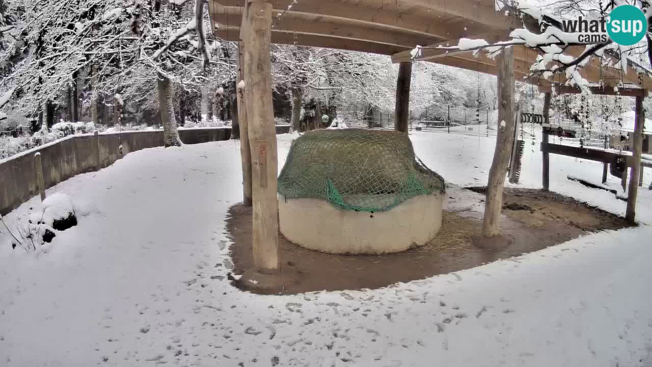 Live webcam Les zèbres in Ljubljana ZOO – Slovénie