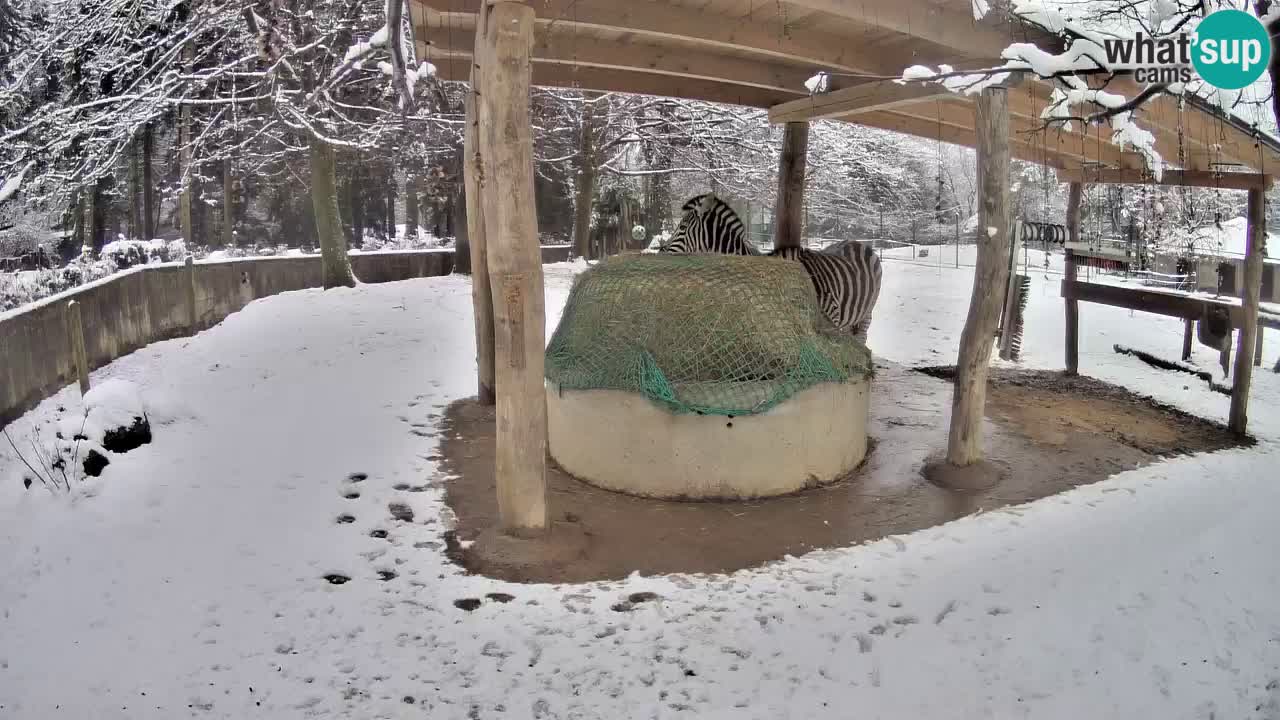 Live Webcam Zebras in Ljubljana ZOO – Slowenien