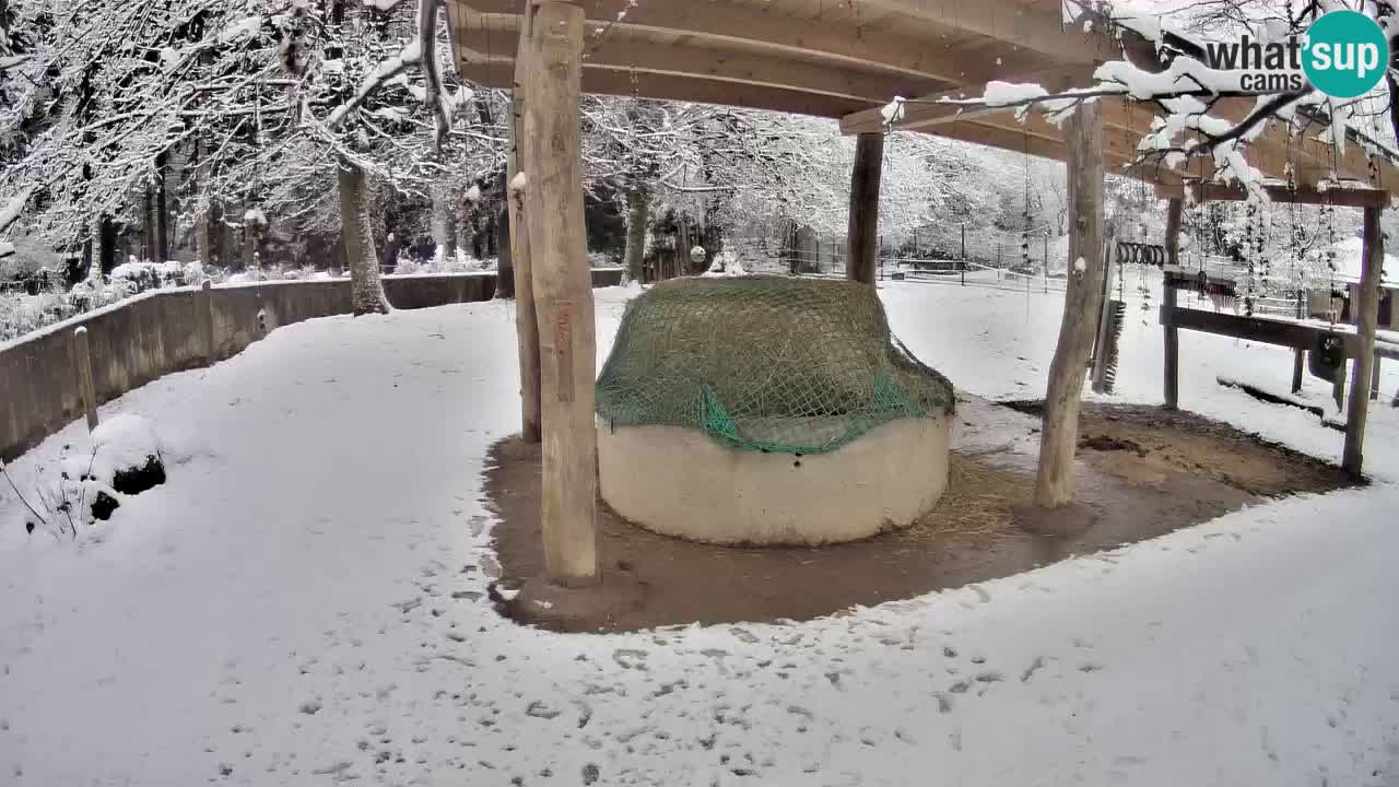 Live webcam Les zèbres in Ljubljana ZOO – Slovénie