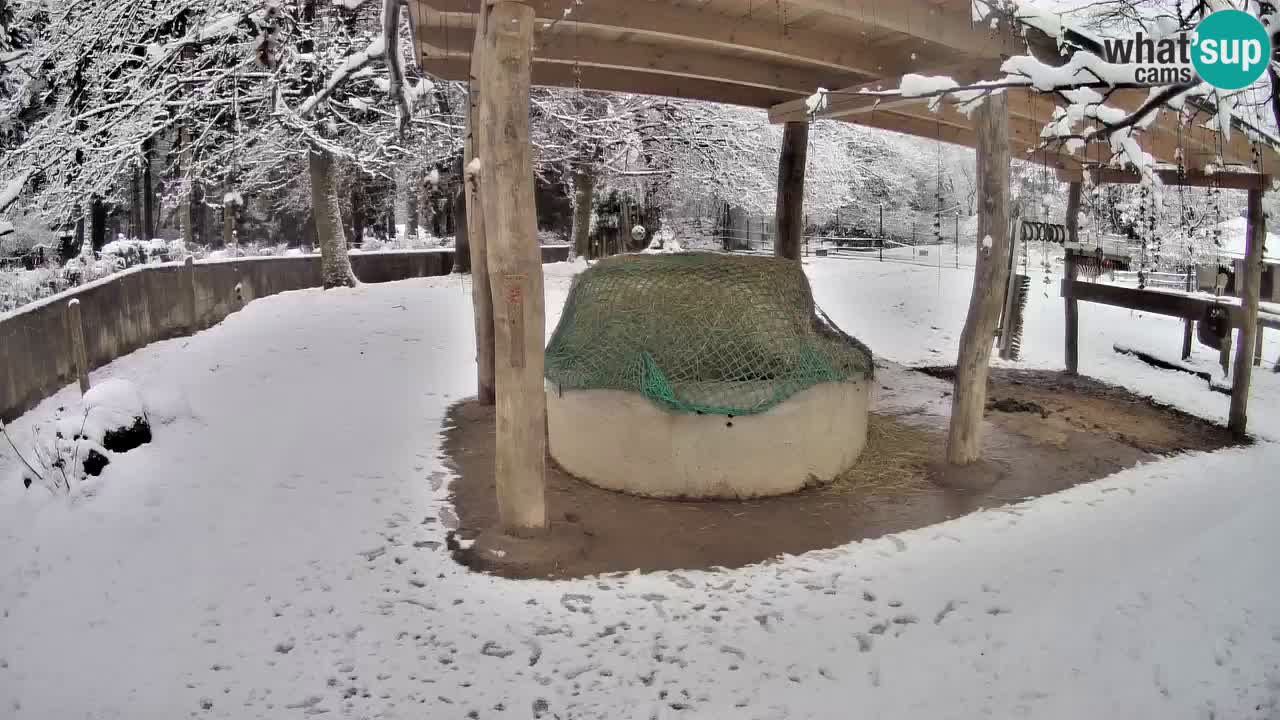 Live webcam Zebras in Ljubljana ZOO – Slovenia