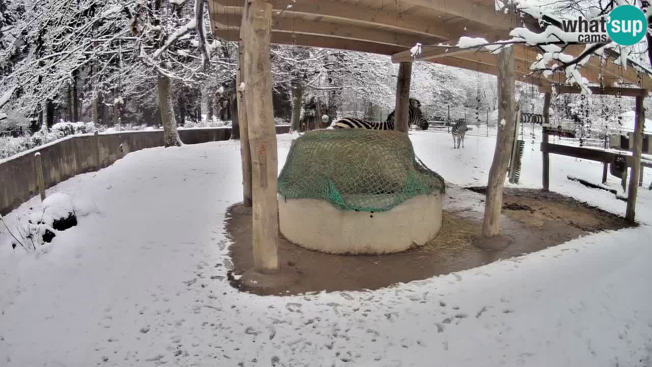 Live webcam Les zèbres in Ljubljana ZOO – Slovénie