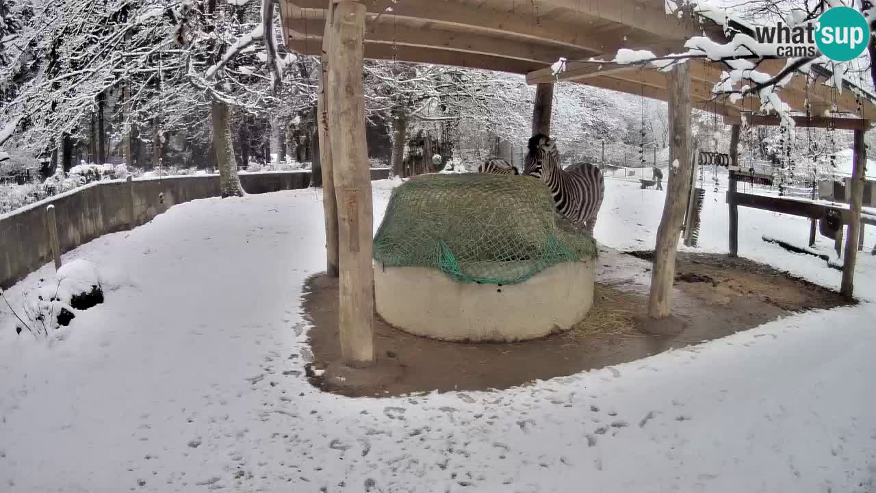 Live Webcam Zebras in Ljubljana ZOO – Slowenien