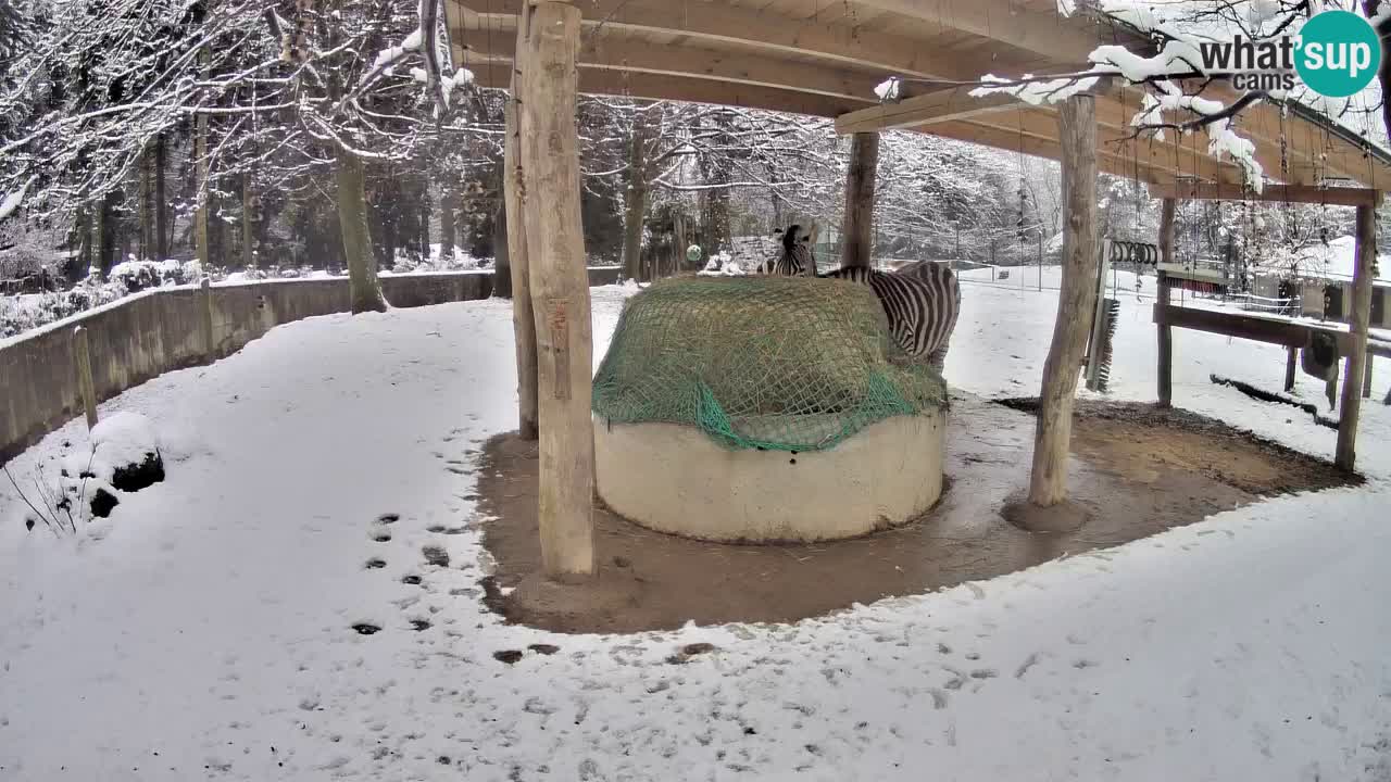 Camera en vivo Cebras in Ljubljana ZOO – Eslovenia