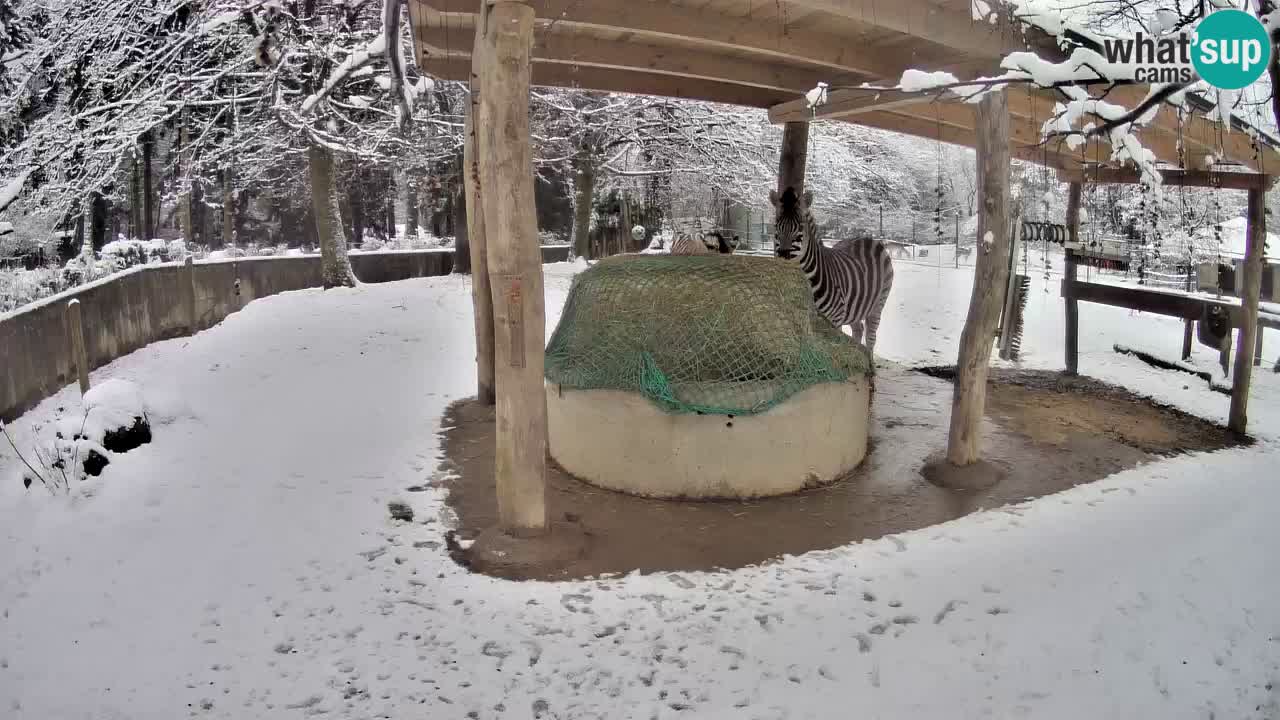 Camera en vivo Cebras in Ljubljana ZOO – Eslovenia