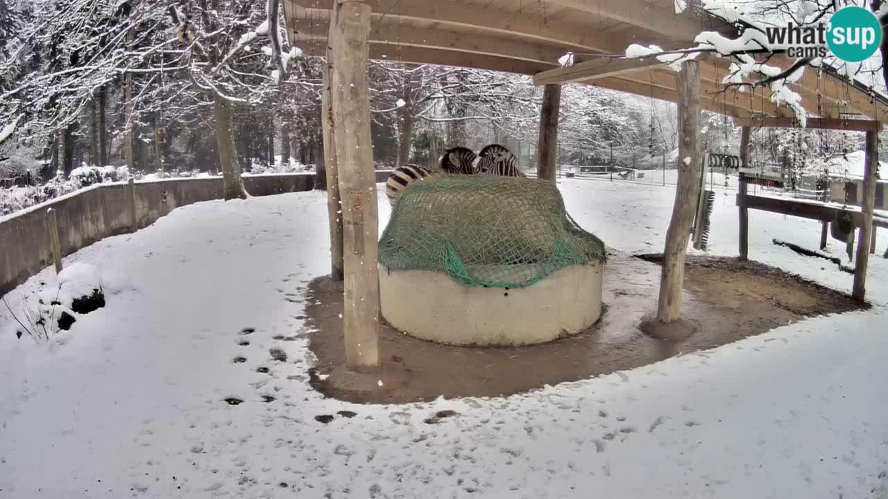 Camera en vivo Cebras in Ljubljana ZOO – Eslovenia