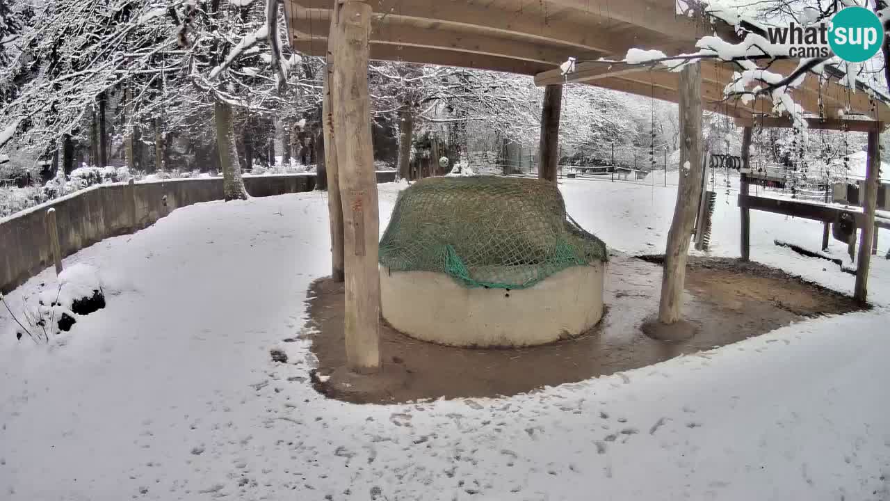 Live webcam Zebras in Ljubljana ZOO – Slovenia