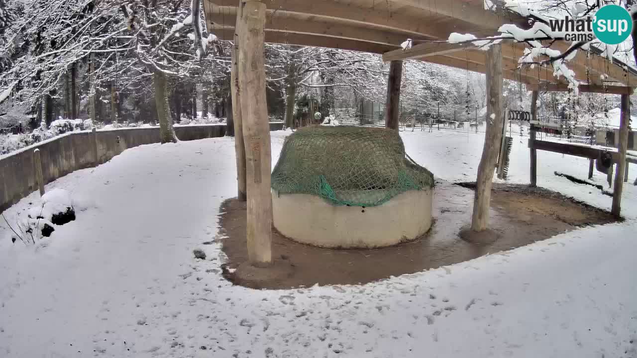 Live webcam Les zèbres in Ljubljana ZOO – Slovénie