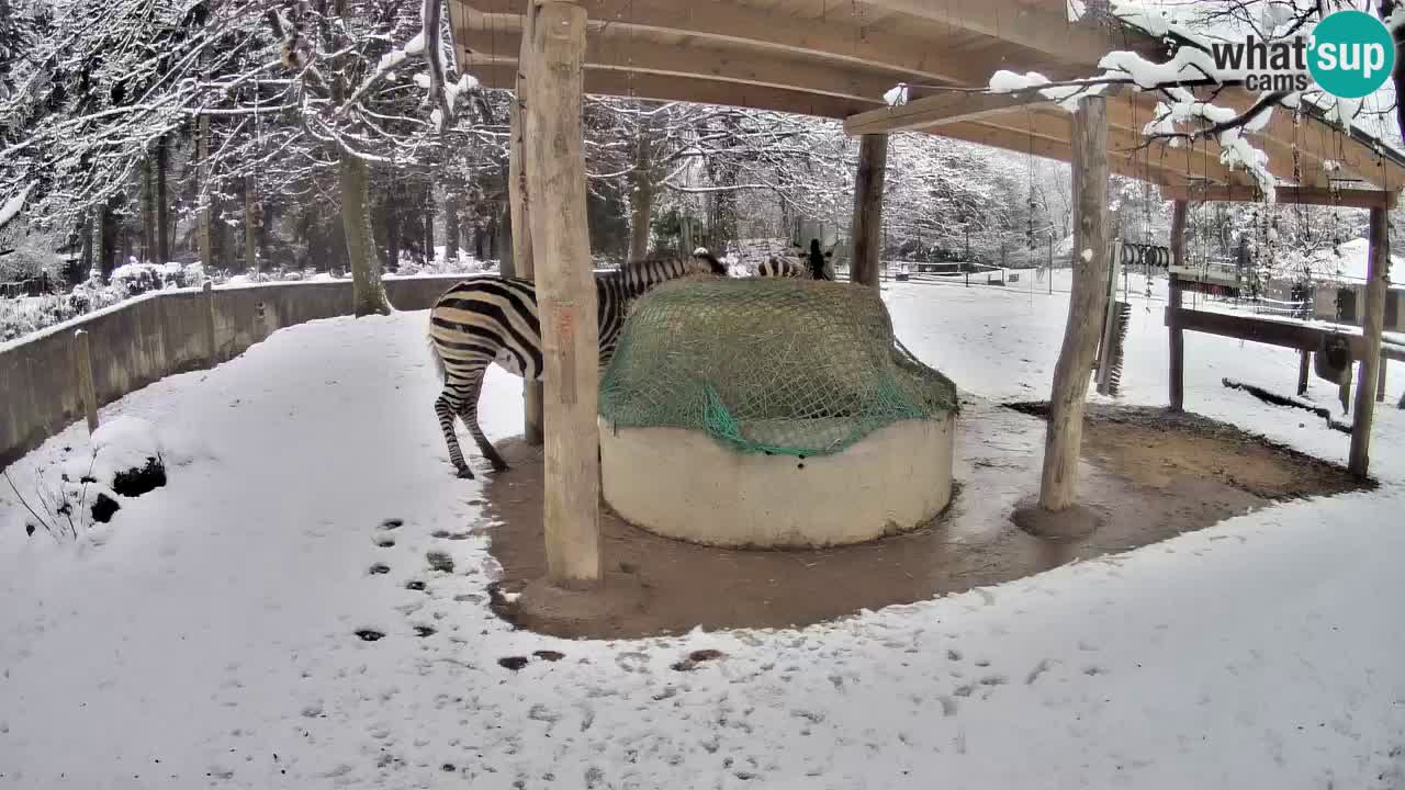 Le Zebre nello ZOO di Ljubljana – Slovenia Live webcam