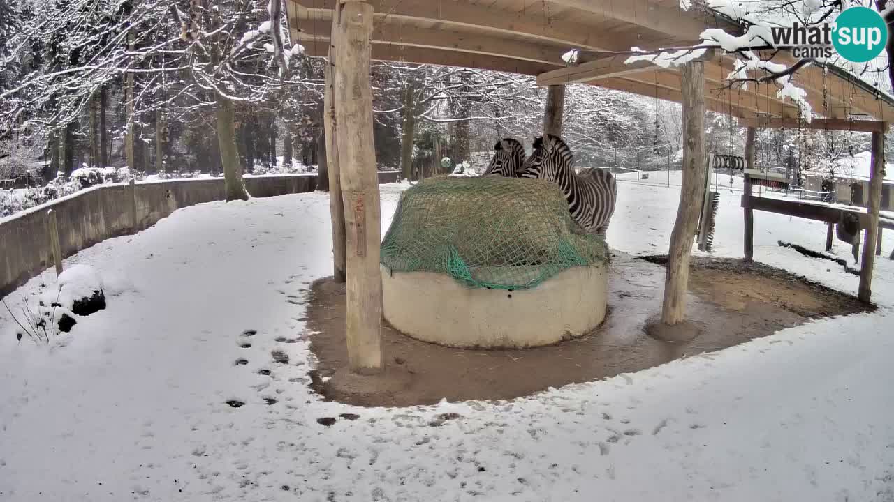 Le Zebre nello ZOO di Ljubljana – Slovenia Live webcam