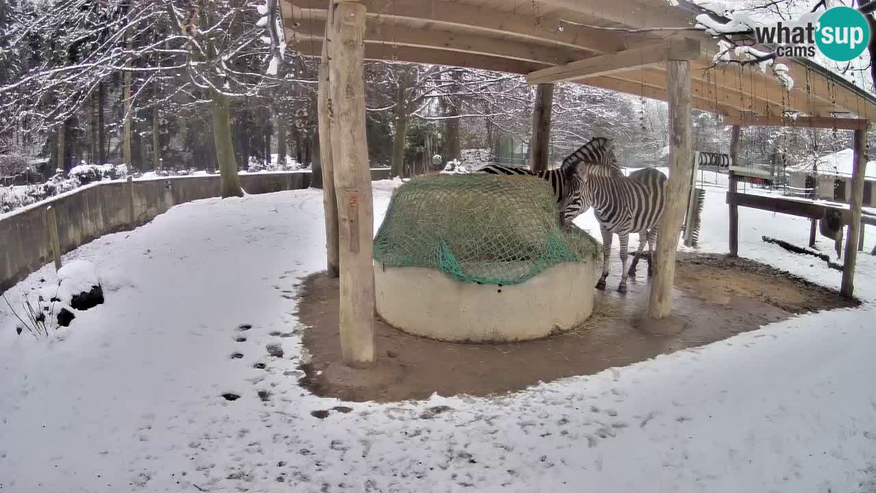 Zebre v živo v živalskem vrtu Ljubljana ZOO spletne kamere