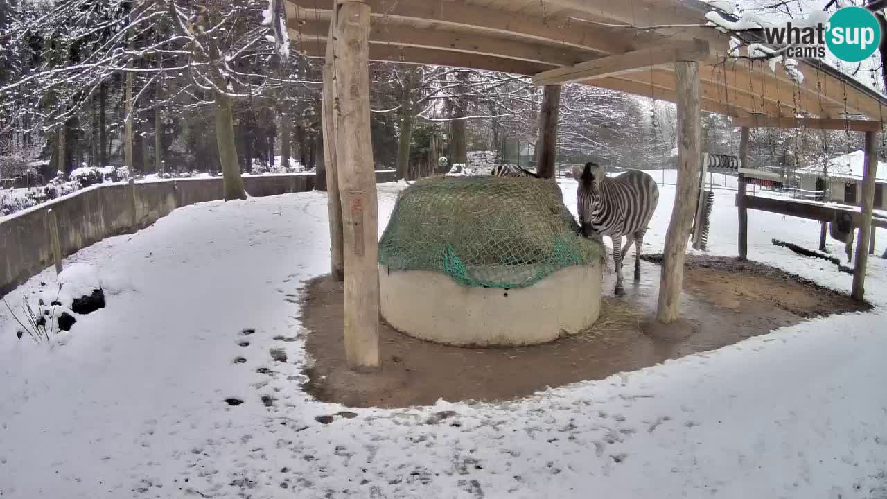 Camera en vivo Cebras in Ljubljana ZOO – Eslovenia