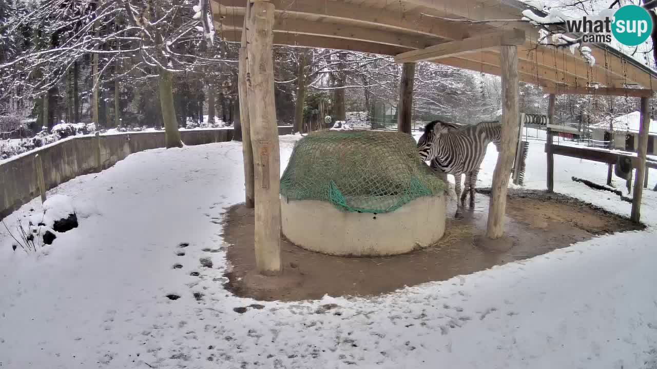 Live webcam Zebras in Ljubljana ZOO – Slovenia