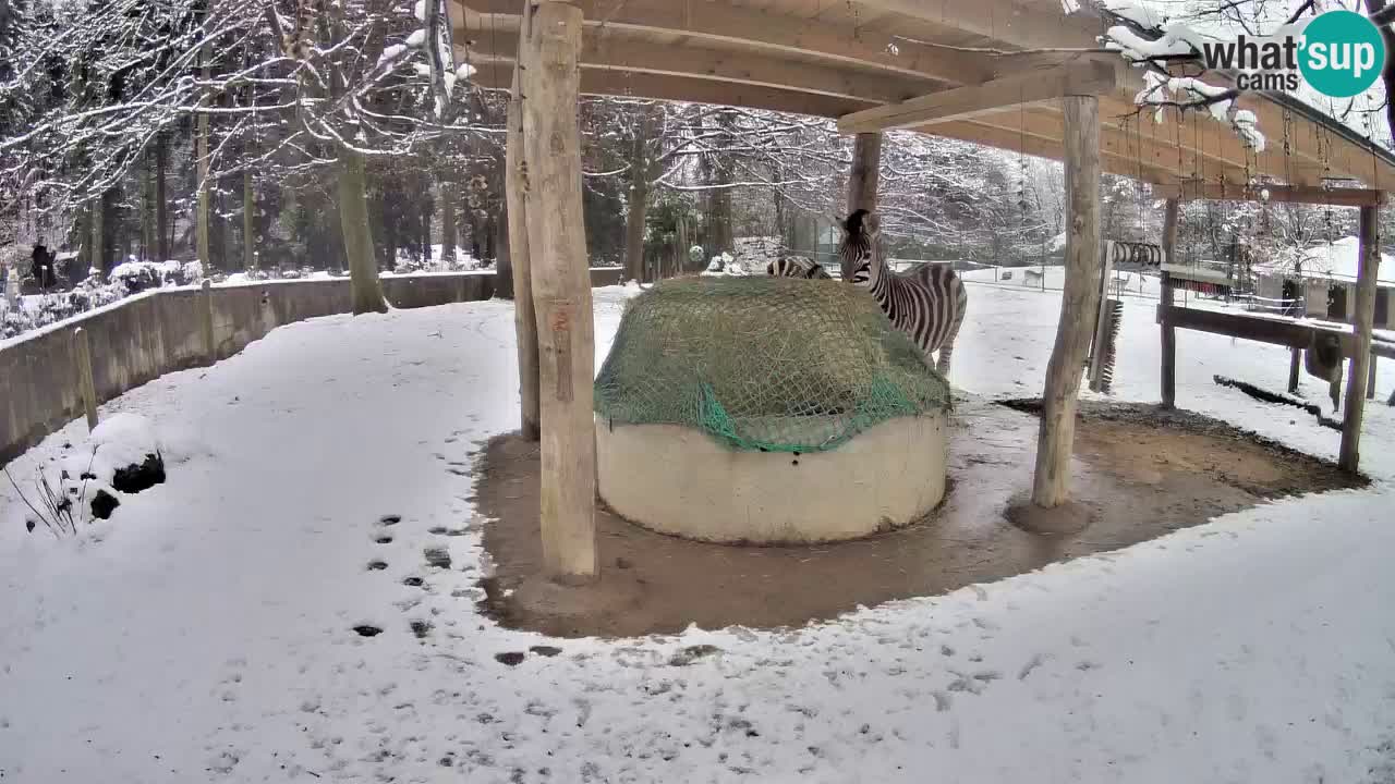 Live webcam Les zèbres in Ljubljana ZOO – Slovénie