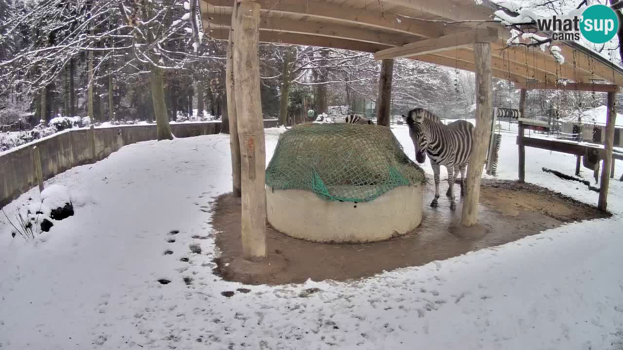 Live webcam Zebras in Ljubljana ZOO – Slovenia