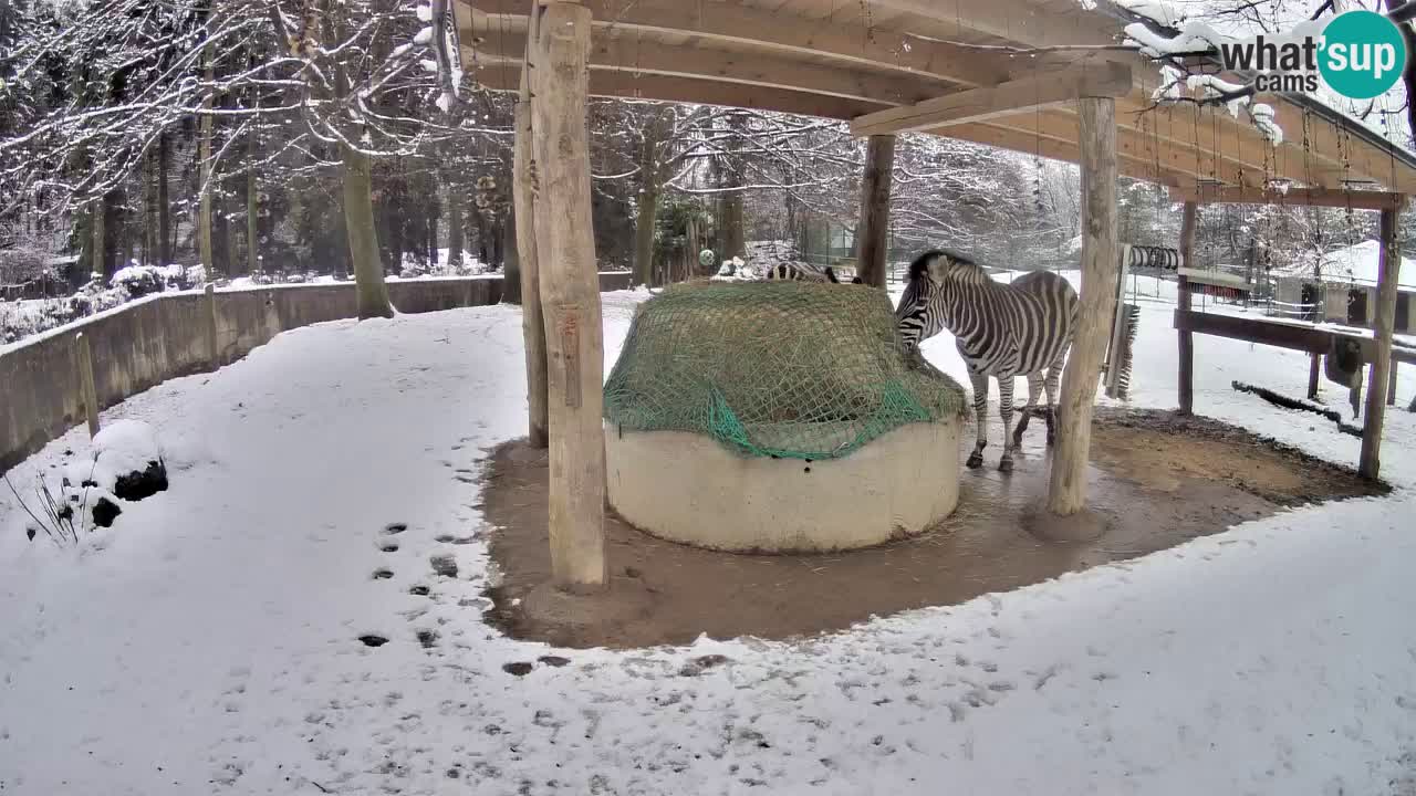 Live webcam Zebras in Ljubljana ZOO – Slovenia