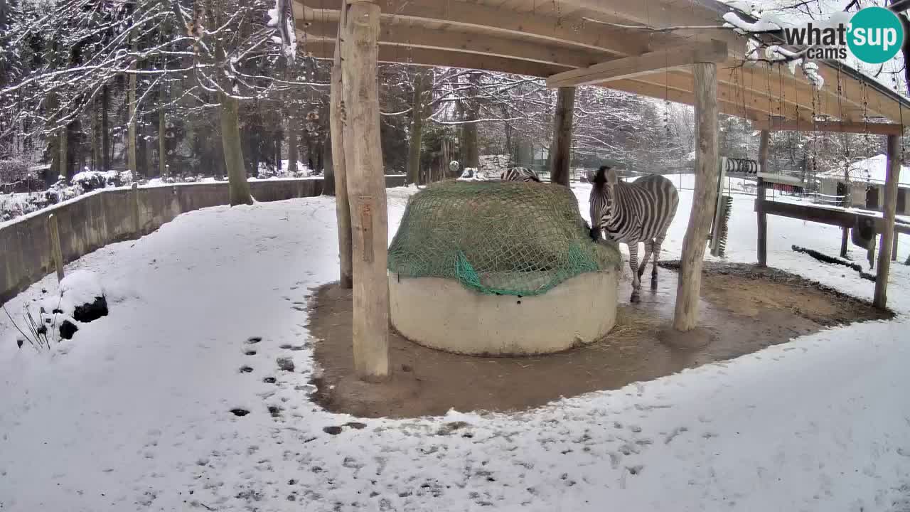 Live Webcam Zebras in Ljubljana ZOO – Slowenien