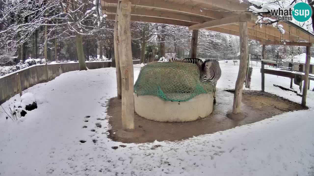 Zebre v živo v živalskem vrtu Ljubljana ZOO spletne kamere