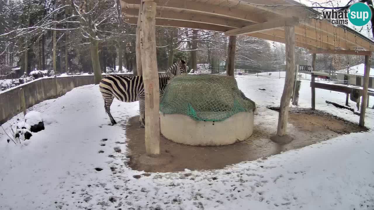 Le Zebre nello ZOO di Ljubljana – Slovenia Live webcam