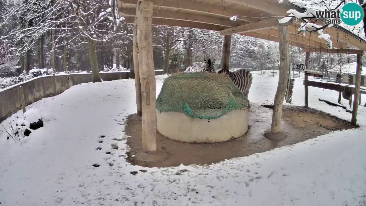 Live webcam Les zèbres in Ljubljana ZOO – Slovénie