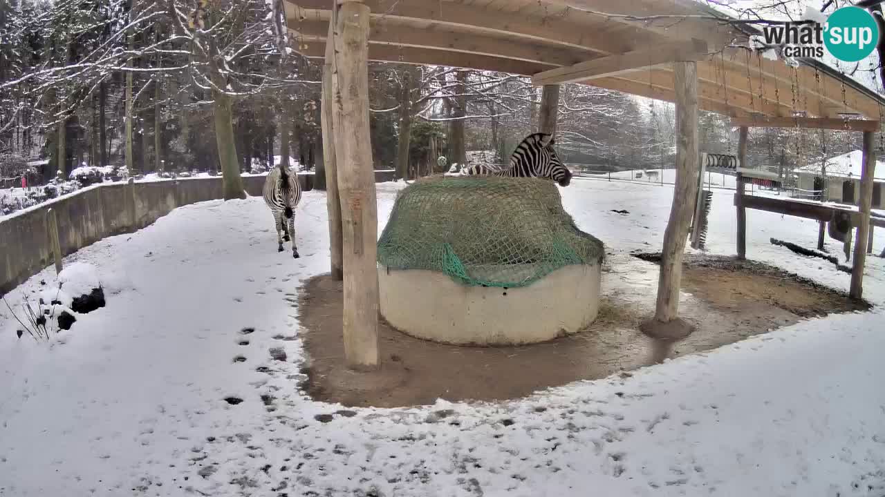 Live webcam Les zèbres in Ljubljana ZOO – Slovénie