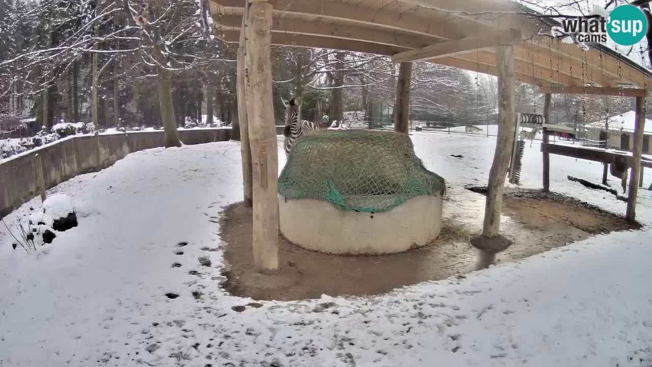 Web kamera uživo Zebras u ZOO Ljubljana – Slovenija