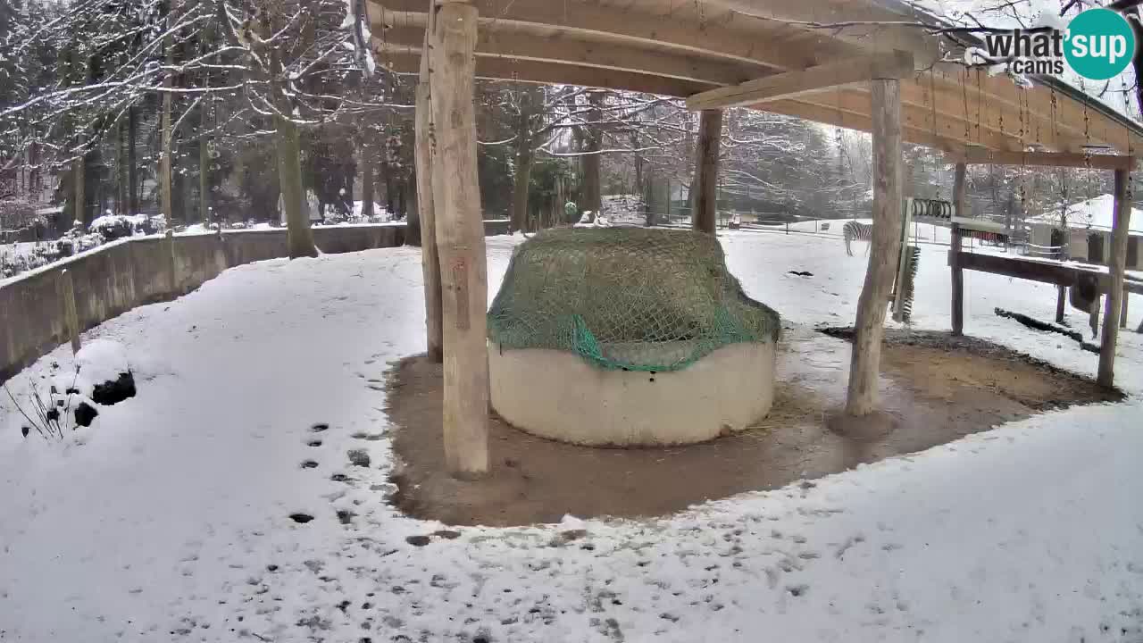 Live webcam Zebras in Ljubljana ZOO – Slovenia