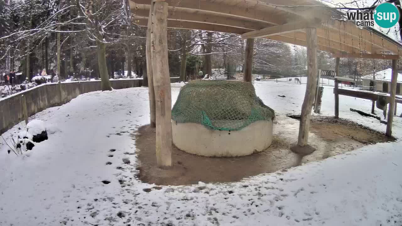 Camera en vivo Cebras in Ljubljana ZOO – Eslovenia